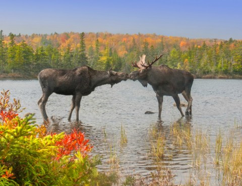 Maine Moose web