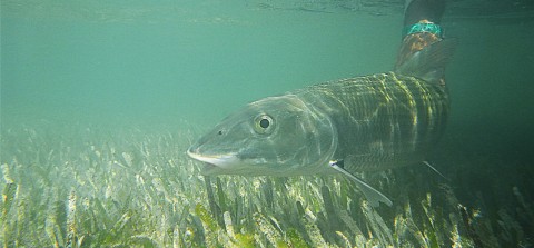 Bonefish under water Florida